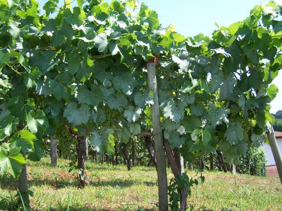 Vignoble Irouleguy